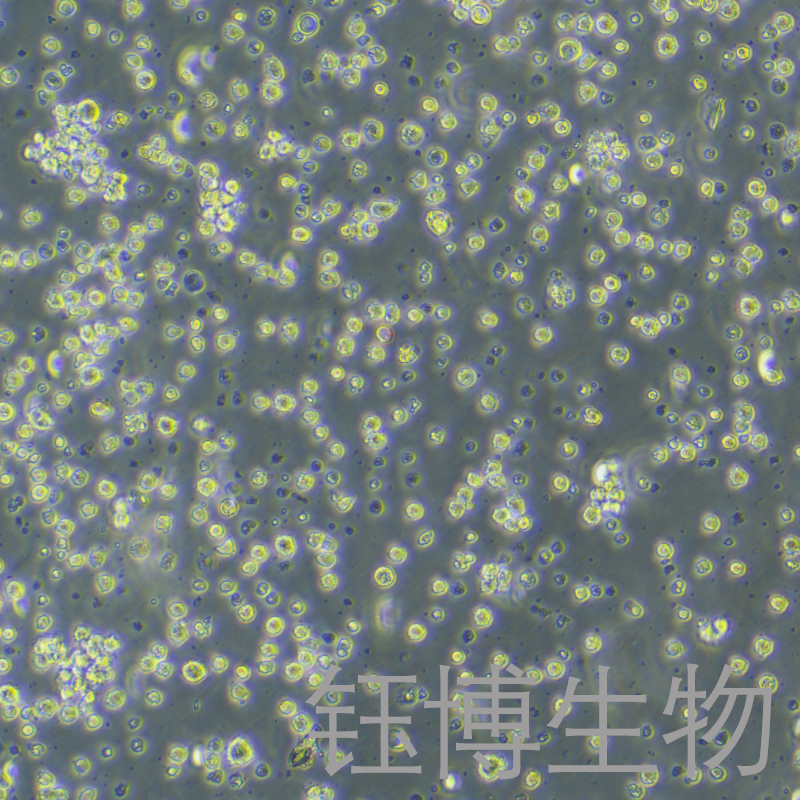 5TGM1（小鼠骨髓瘤细胞）YB-75668MC