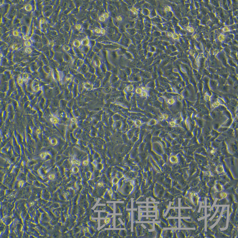 BSR-T7/5（金黄地鼠肾细胞）YB-75685OC