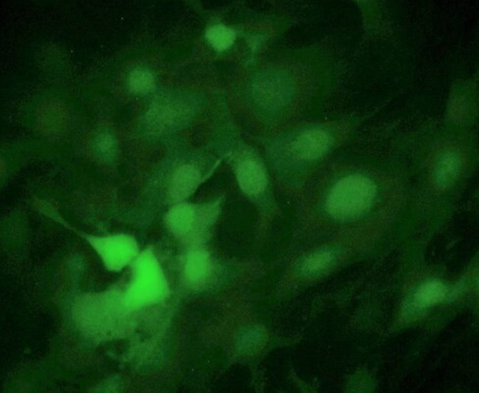 人急性髓系白血病细胞OCI-AML-5