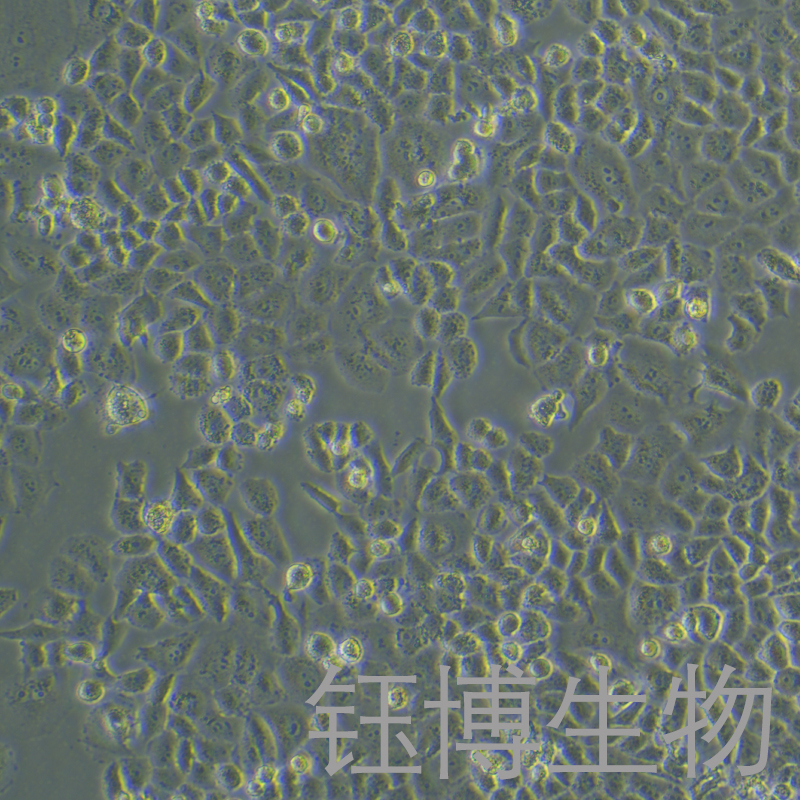CC-LP-1（人胆管癌细胞）YB-75695HC