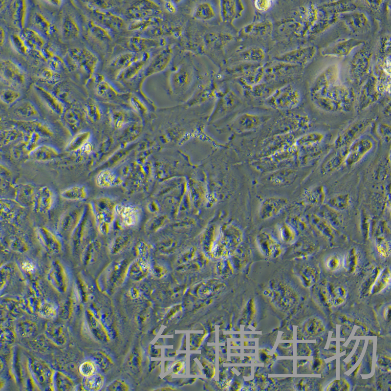 Daoy-LUC（人髓母细胞瘤细胞（luc标记））YB-71615HC-L