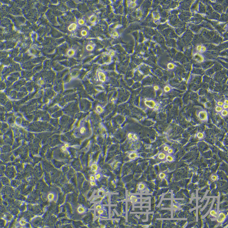 GL261+LUC+OVA（小鼠胶质瘤细胞带荧光素酶）YB-7020MC-OL