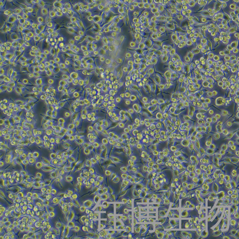 HAPI（大鼠小胶质细胞）YB-75724RC