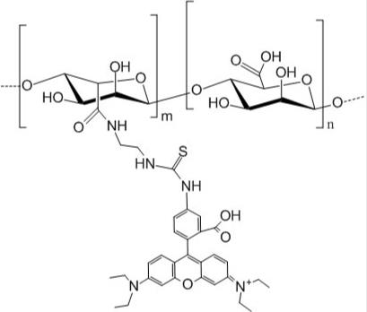 罗丹明-海藻酸钠，Rhodamine-Sodium alginate，罗丹明标记海藻酸钠