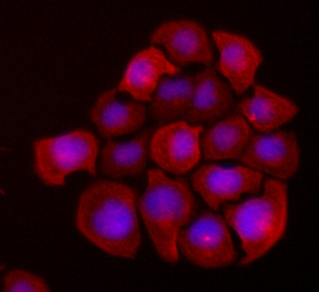 人胚肾细胞ProPakA.6