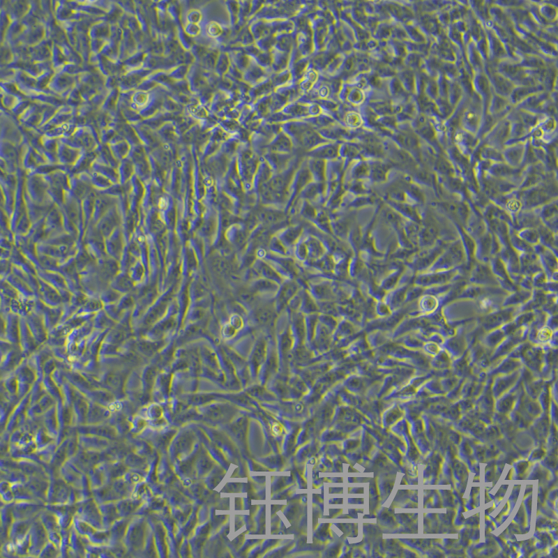 HEI-OC1（小鼠耳蜗毛细胞系）YB-75736MC