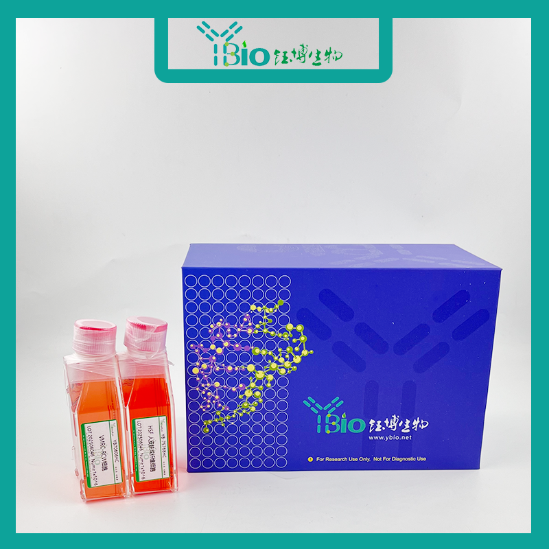 Hela-mock（转染了microRNA-mock基因的阴性对照细胞）YB-75741OC