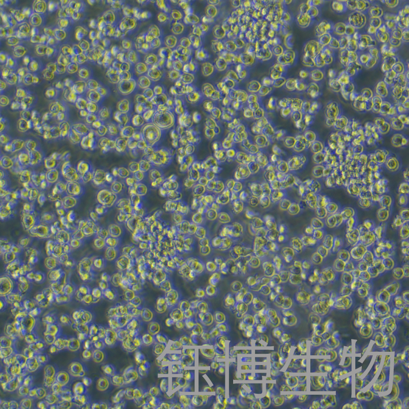 HMC-1（人肥大细胞）YB-75754HC