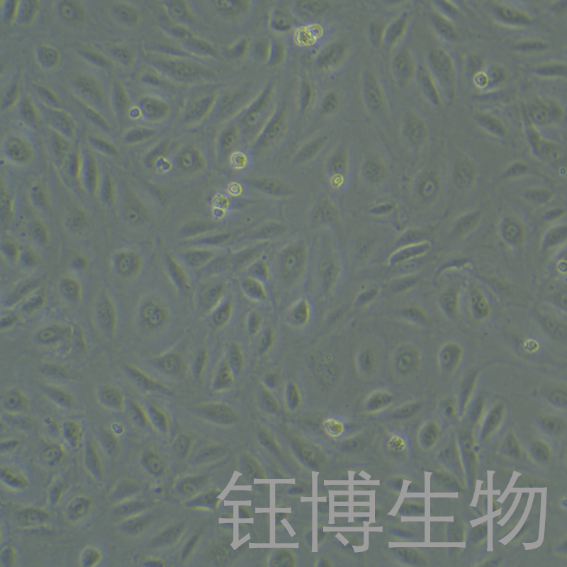 HRGEC（人肾小球内皮细胞）YB-75762HC