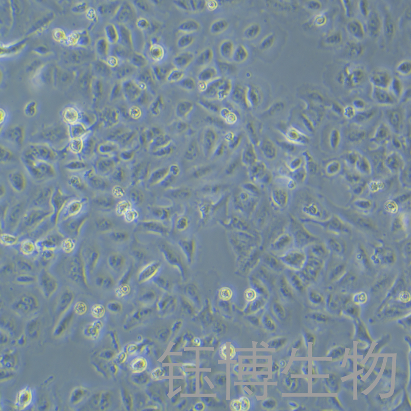 HPDE6-C7（人正常胰腺导管上皮细胞）YB-75761HC