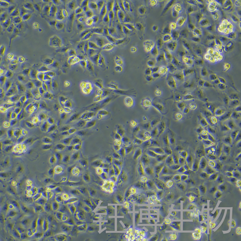 IPEC-J2-LUC-RFP（猪小肠上皮细胞永生化 -红色荧光蛋白-荧光素酶标记）YB-7007OC-LR