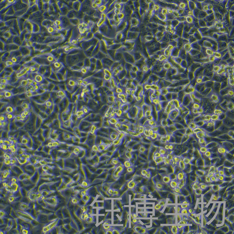 KP-4（人胰腺癌细胞）YB-75783HC