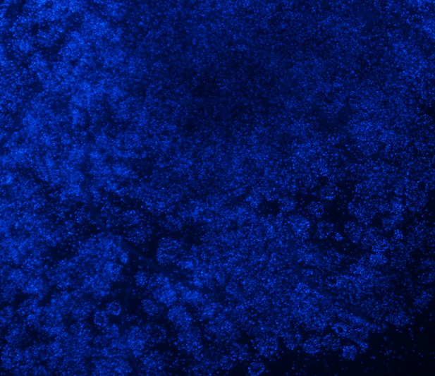 SK-MES-1 人肺鳞癌细胞