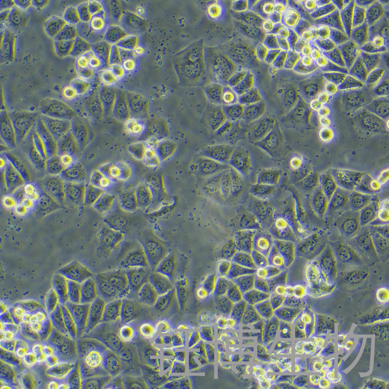 KPL4（人乳腺癌细胞系）YB-75784HC