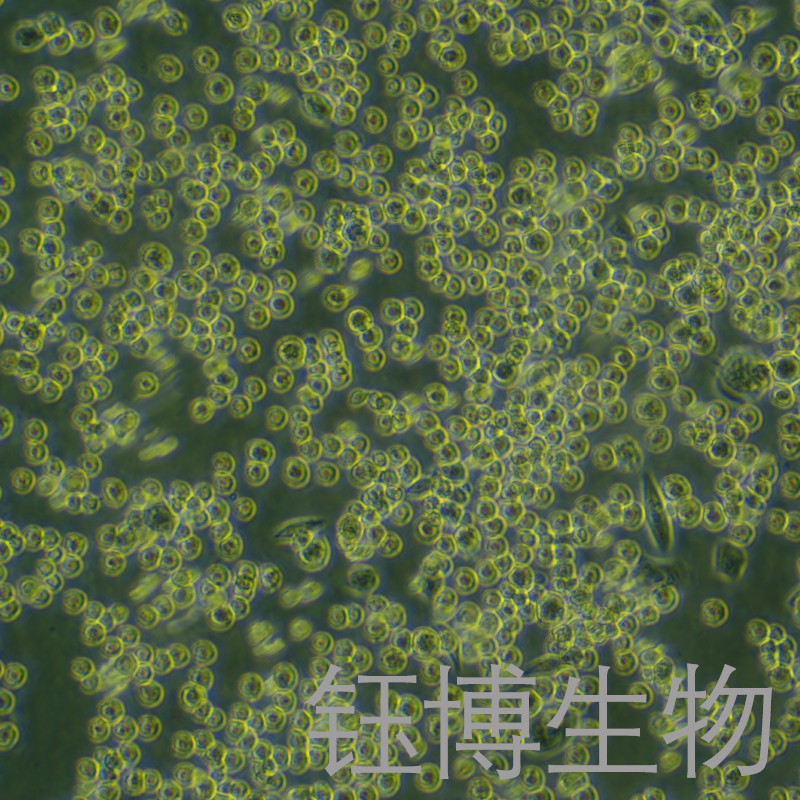 LLC-OVA-LUC（过表达OVA的小鼠肺癌细胞 荧光素酶标记）YB-72140MC-OL