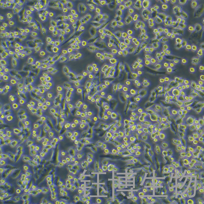 LLC-OVA（过表达OVA的小鼠肺癌细胞）YB-72140MC-OVA