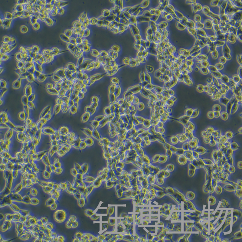 LLC-mcherry（LLC表达mcherry的LLC稳转细胞株）YB-75794MC