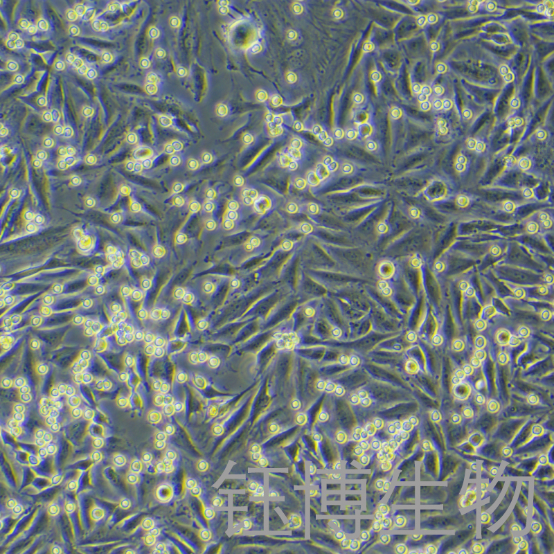 LN-229-LUC（人脑髓母细胞瘤细胞带荧光素酶）YB-71578HC-L