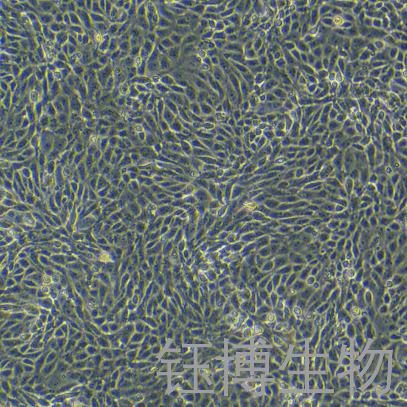 MAC-T（奶牛乳腺上皮细胞）YB-75803OC