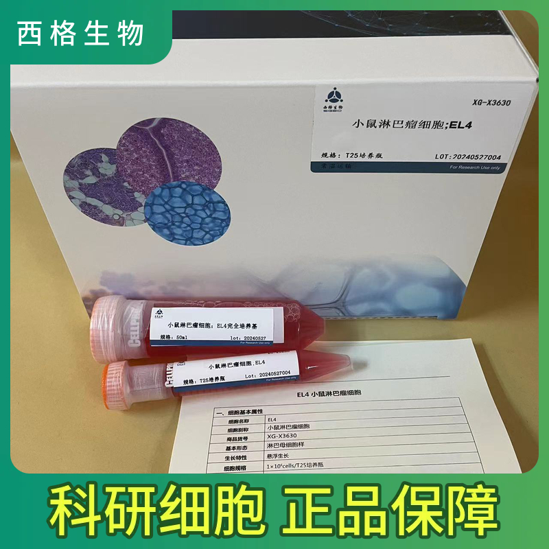 HPAC人胰腺癌细胞