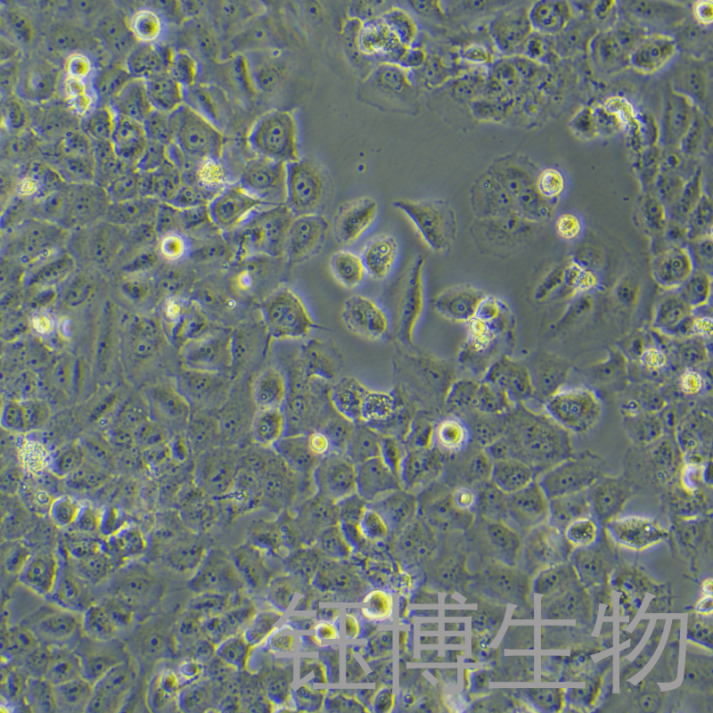 MCF7/ADR（人乳腺癌阿霉素耐药细胞株）YB-71149HCR