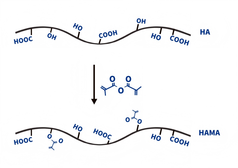 甲基丙烯酰化明胶（GelMA）
