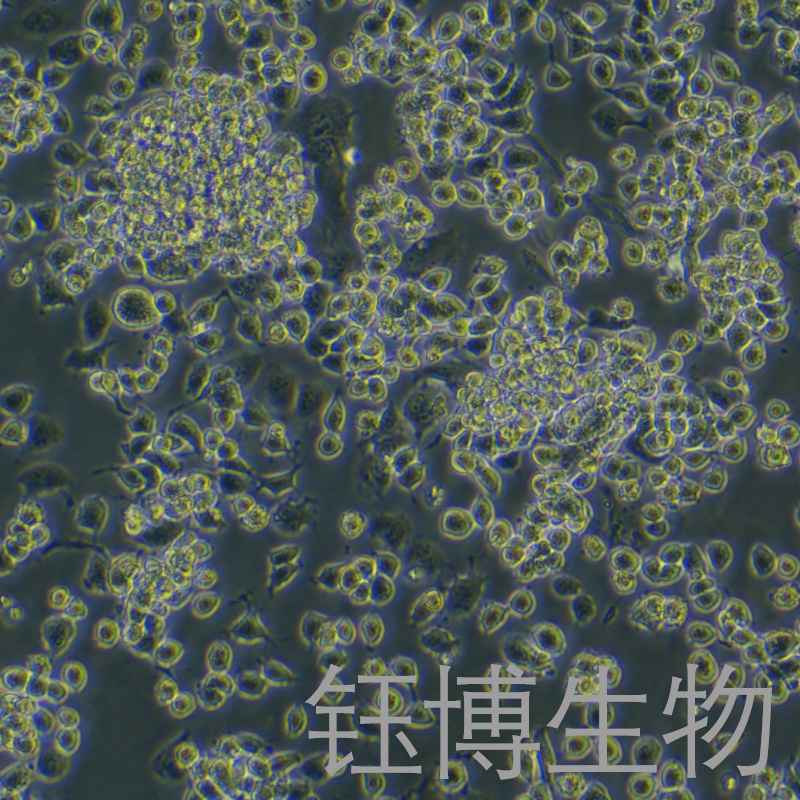 ND7/23（大鼠小鼠神经元融合细胞）YB-75840RC