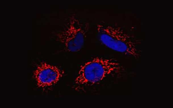 Cy3-海藻糖，CY3-Trehalose