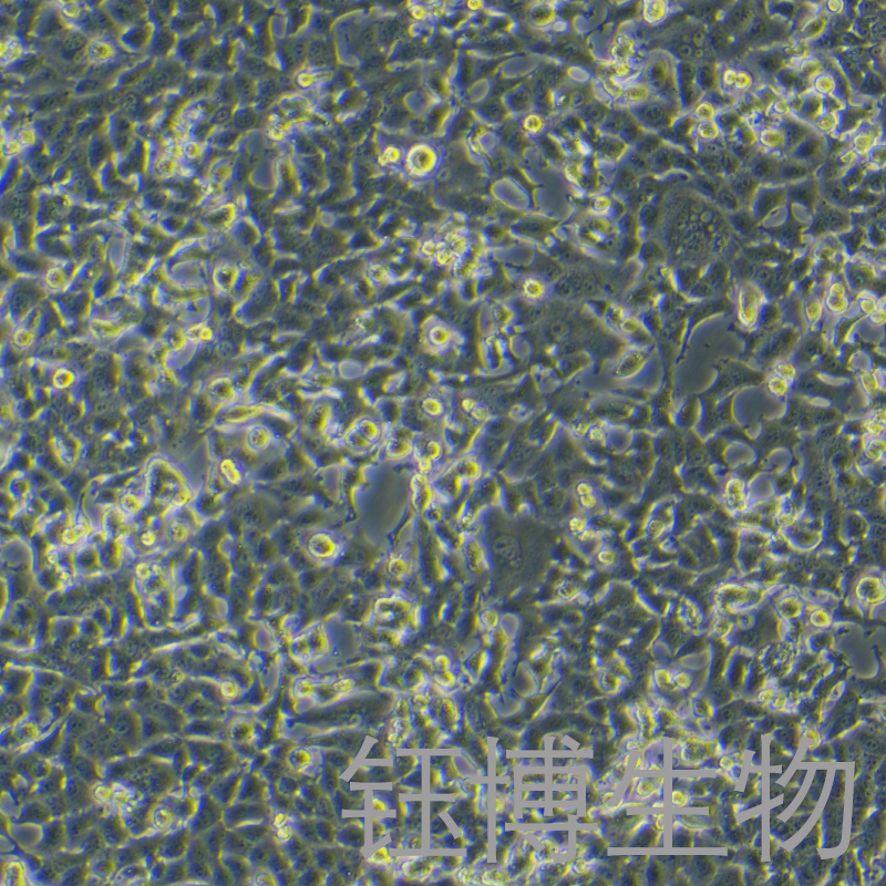 NSC-34（小鼠神经元细胞）YB-75841MC