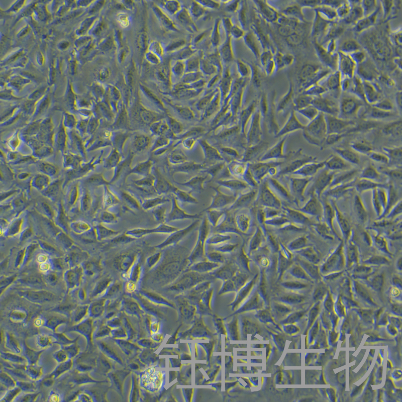 Py230-LUC（小鼠恶性乳腺癌细胞（luc标记））YB-75860MC-L
