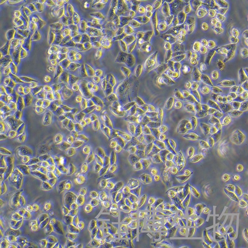R2C（大鼠睾丸间质细胞）YB-75863RC