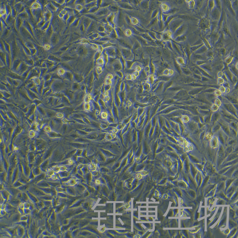 ROS1728（大鼠成骨细胞）YB-75866RC