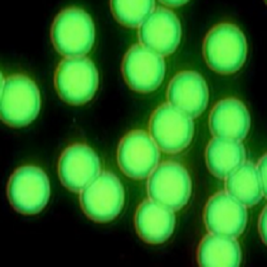 绿色二氧化硅微球，Green SiO2 Microspheres