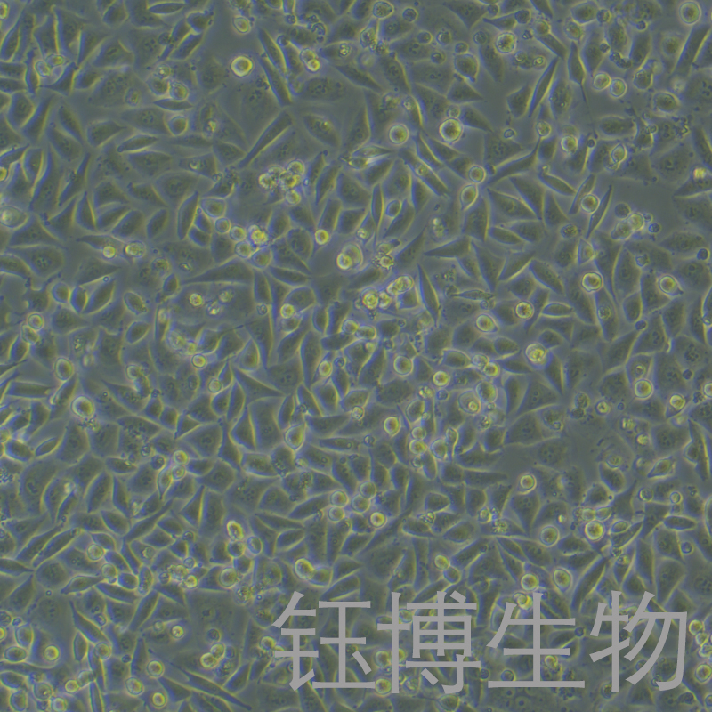 T24/DDP（人膀胱癌顺铂耐药株）YB-71227HCR