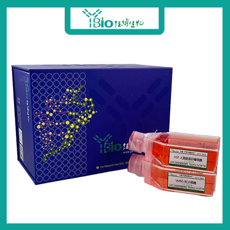 TM3-GFP（小鼠睾丸间质细胞（GFP标记））YB-72234MC-G