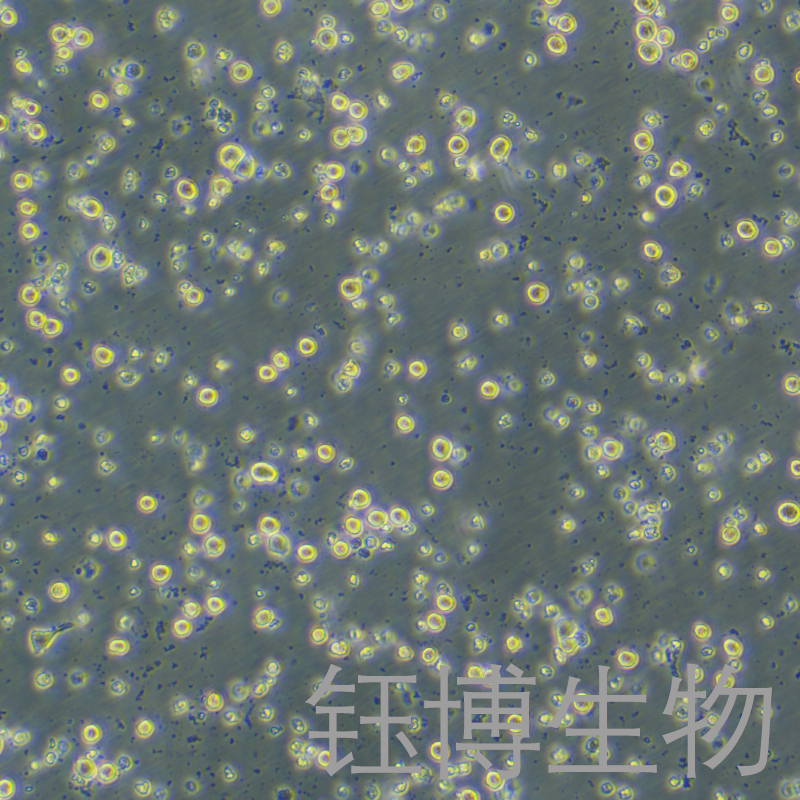 WEHI-3B（小鼠髓样单核白血病细胞）YB-75909MC