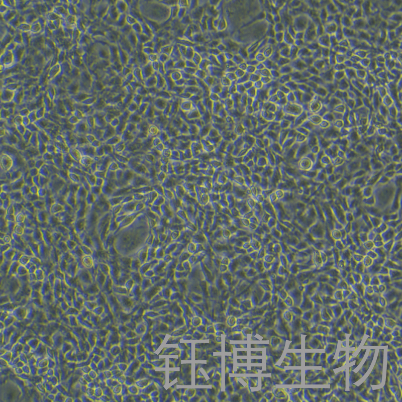 大鼠内皮祖细胞永生化 YB-75914RIC