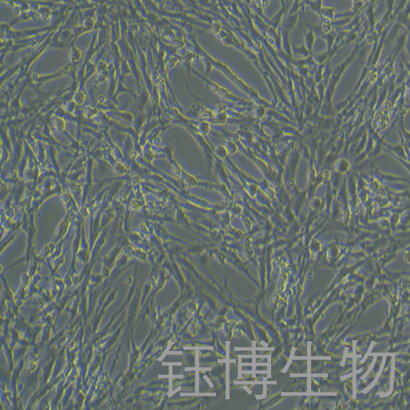 大鼠膝关节滑膜成纤维细胞永生化 YB-75917RIC