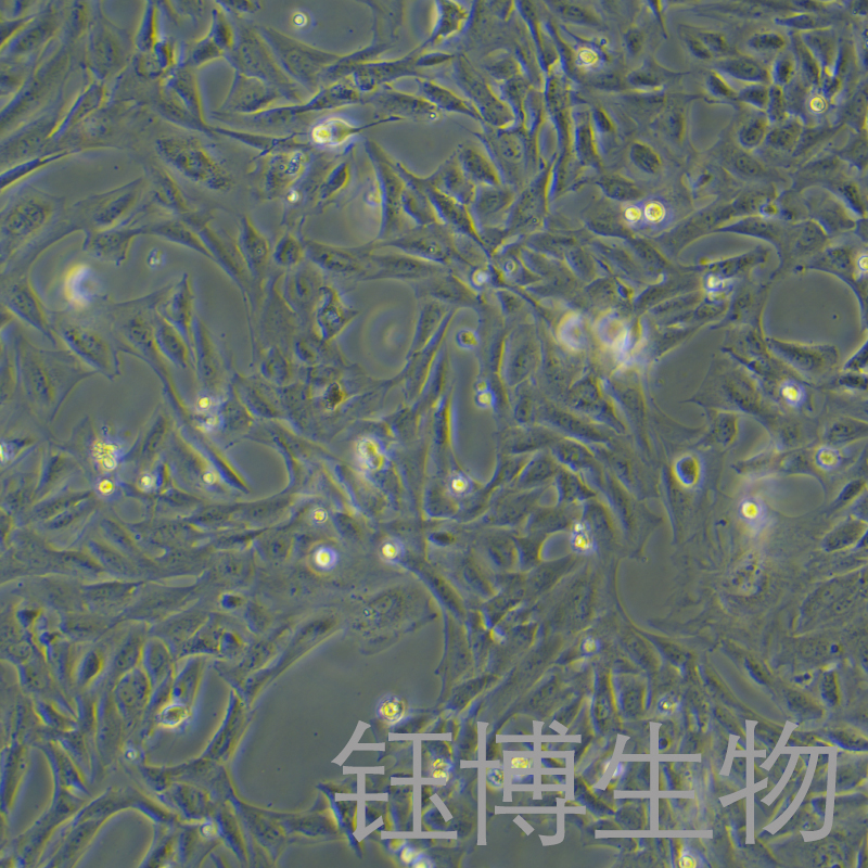 大鼠脂肪间充质干细胞永生化SD YB-7178RIC