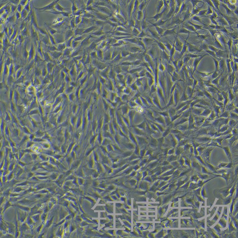 大鼠主动脉内皮细胞永生化 YB-7069RIC