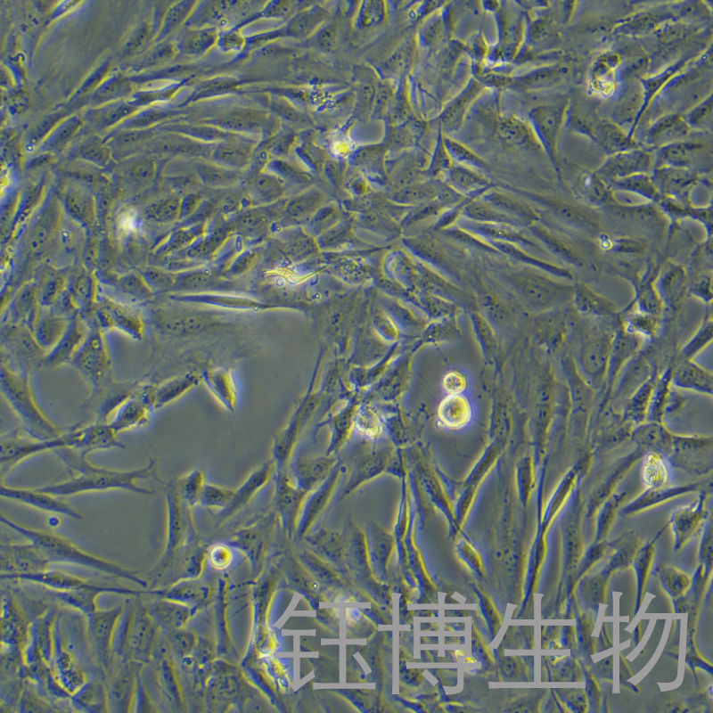 人成骨细胞永生化 YB-7097HIC