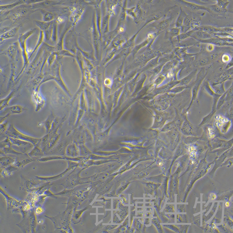 人髓核细胞永生化细胞 YB-7054HIC