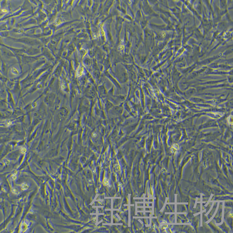 小鼠肺成纤维细胞永生化 YB-7006MIC