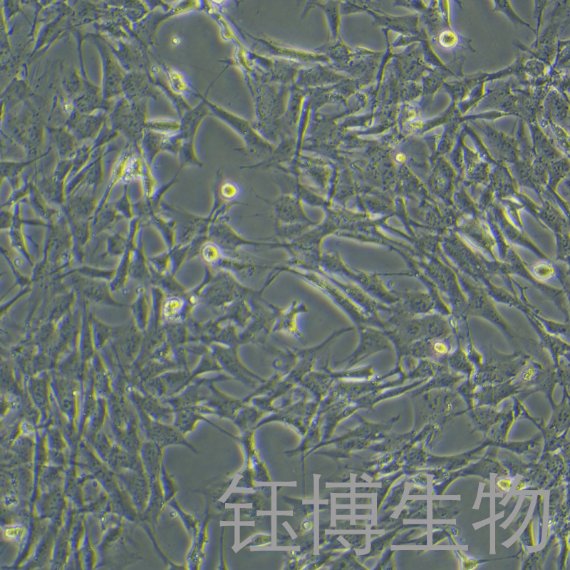 小鼠骨髓间充质干细胞永生化 YB-7114MIC