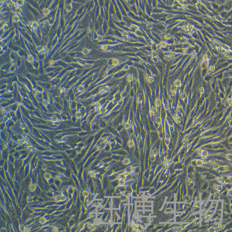 小鼠骨髓巨噬细胞永生化 YB-75944MIC