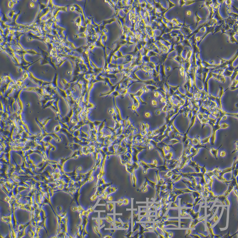 小鼠结肠黏膜上皮细胞永生化 YB-7138MIC