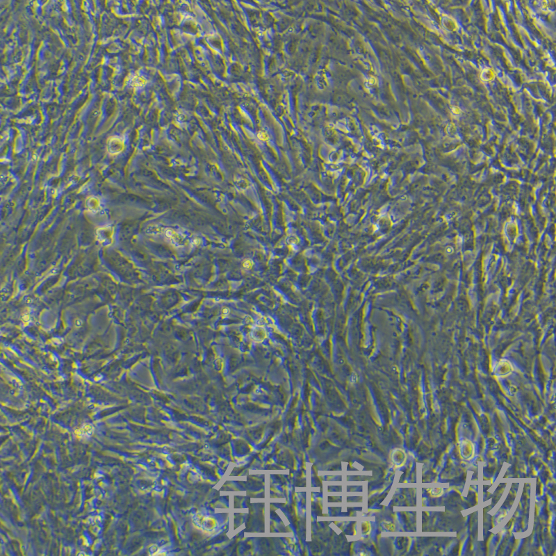 猪子宫内膜上皮细胞永生化 YB-75957OIC