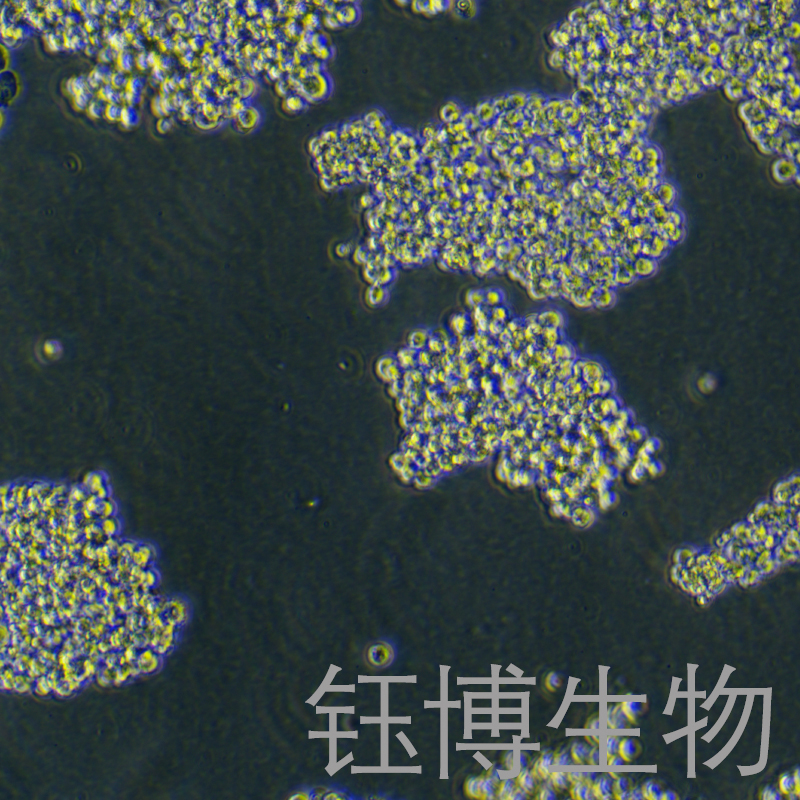 Expi293F（人胚肾细胞） YB-71006HC