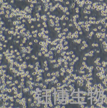 KO52（人白血病细胞）YB-75967HC