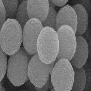 硅羟基磁珠20nm-200um，Hydroxyl Magnetic Beads